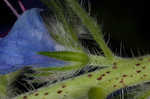 Common viper's bugloss